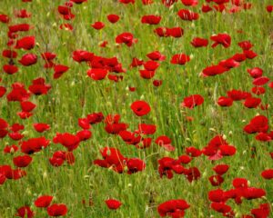 Read more about the article Understanding Greece: A Celebration of Spring and Flowers