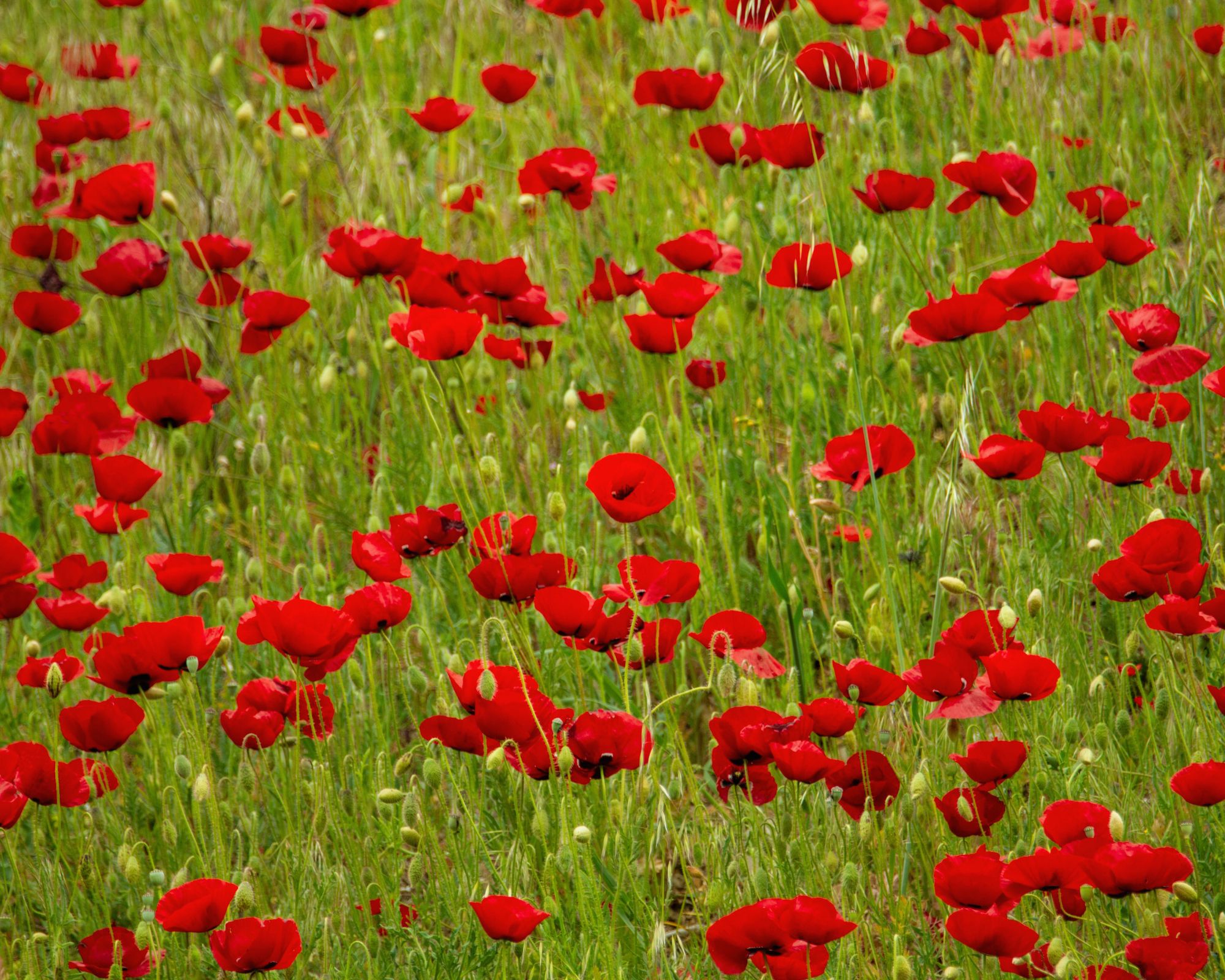 Read more about the article Understanding Greece: A Celebration of Spring and Flowers